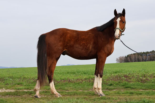Auffälliger Hengst 3 Jahre, Brit Fanta , Horses For Sale, Eggmayr, Image 3