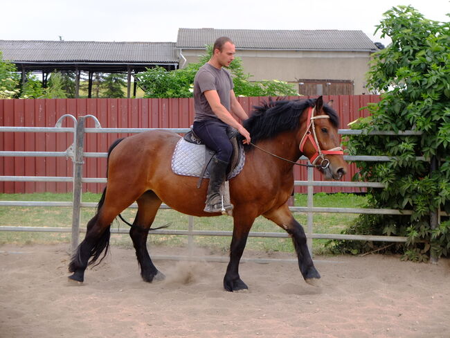 Ständig Fahr-u.Freizeitpferde zu verkaufen!, Pferdehandlung Christian Kürschner, Horses For Sale, Buttstädt, Image 3