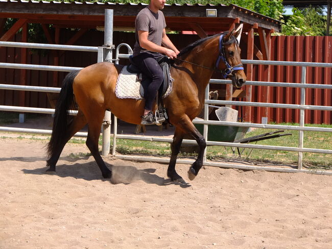 Ständig Fahr-u.Freizeitpferde zu verkaufen!, Pferdehandlung Christian Kürschner, Horses For Sale, Buttstädt, Image 9