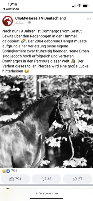 Conthargos Tochter, Nancy Kutai , Horses For Sale, Bernburg , Image 2