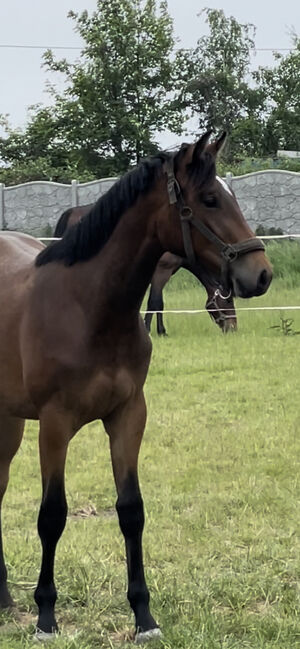 Conthargos Tochter, Nancy Kutai , Horses For Sale, Bernburg , Image 3