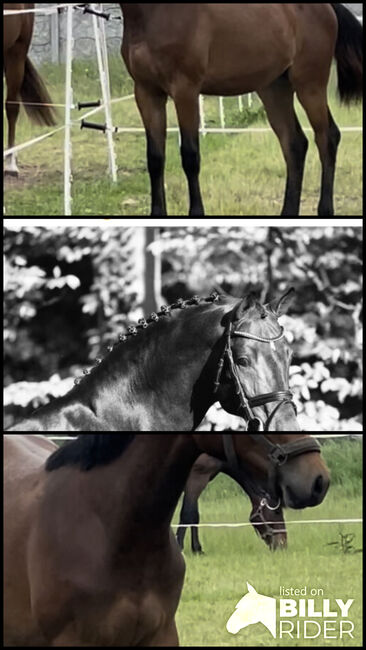 Conthargos Tochter, Nancy Kutai , Horses For Sale, Bernburg , Image 4