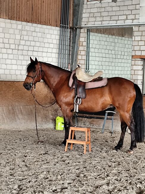 Continental Saddlery Westernsattel Leder, Continental , Andrea, Western Saddle, Nienburg (Weser) Nienburg (Weser), Image 8