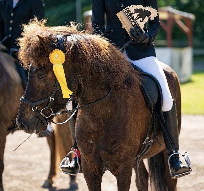 Cooler Fünfgänger zu verkaufen 💫, Tanja, Horses For Sale, Großhansdorf , Image 7