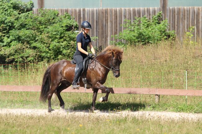 Cooler Fünfgänger zu verkaufen 💫, Tanja, Horses For Sale, Großhansdorf , Image 4