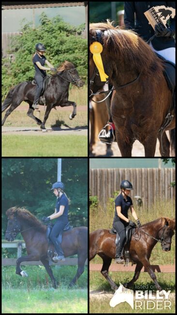 Cooler Fünfgänger zu verkaufen 💫, Tanja, Horses For Sale, Großhansdorf , Image 8