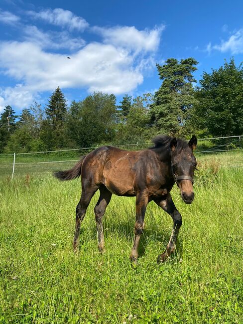 Cooles, gut gebautes Quarter Horse Hengstfohlen, Kerstin Rehbehn (Pferdemarketing Ost), Horses For Sale, Nienburg, Image 5