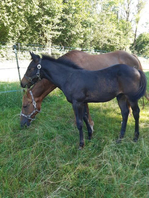 Cooles, gut gebautes Quarter Horse Hengstfohlen, Kerstin Rehbehn (Pferdemarketing Ost), Horses For Sale, Nienburg, Image 9