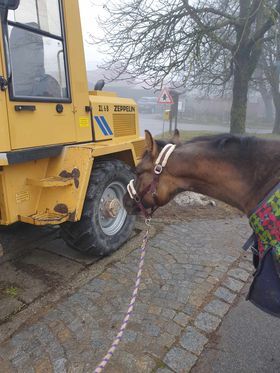 coole, grullofarbene Quarter Horse Stute mit guter Allroundabstammung, Kerstin Rehbehn (Pferdemarketing Ost), Horses For Sale, Nienburg, Image 3