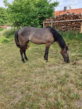 coole, grullofarbene Quarter Horse Stute mit guter Allroundabstammung, Kerstin Rehbehn (Pferdemarketing Ost), Horses For Sale, Nienburg, Image 8