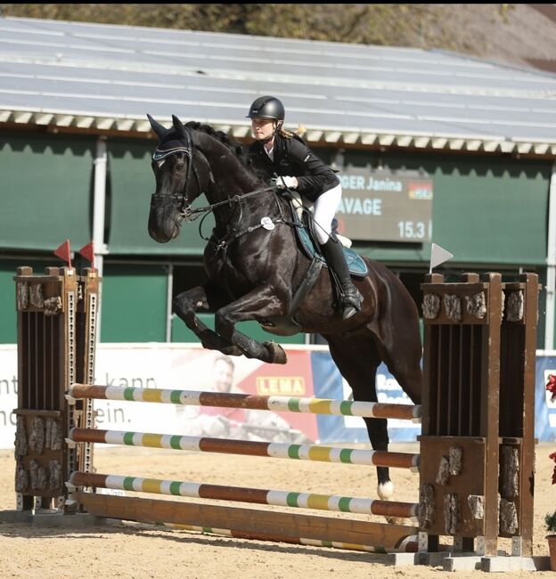 Cool Savage, Janina, Horses For Sale, Wallersdorf 