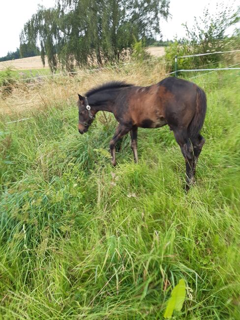 Cooler, gut gebauter Quarter Horse Hengst, Kerstin Rehbehn (Pferdemarketing Ost), Horses For Sale, Nienburg, Image 4