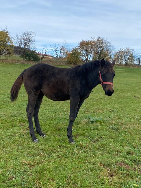 Cooler, gut gebauter Quarter Horse Hengst, Kerstin Rehbehn (Pferdemarketing Ost), Horses For Sale, Nienburg