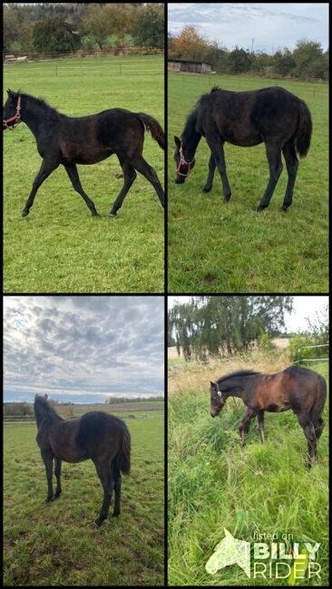 Cooler, gut gebauter Quarter Horse Hengst, Kerstin Rehbehn (Pferdemarketing Ost), Horses For Sale, Nienburg, Image 12