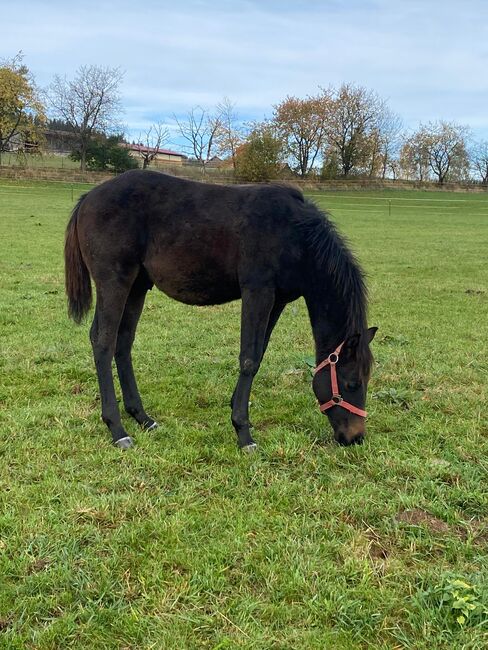 Cooler, gut gebauter Quarter Horse Hengst, Kerstin Rehbehn (Pferdemarketing Ost), Horses For Sale, Nienburg, Image 10