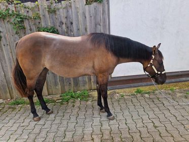 coole, grullofarbene Quarter Horse Stute mit guter Allroundabstammung, Kerstin Rehbehn (Pferdemarketing Ost), Pferd kaufen, Nienburg