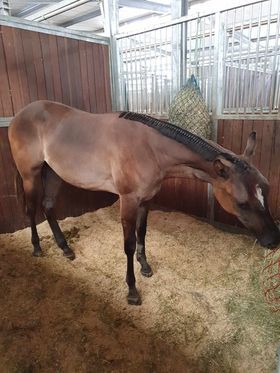 coole, grullofarbene Quarter Horse Stute mit guter Allroundabstammung, Kerstin Rehbehn (Pferdemarketing Ost), Pferd kaufen, Nienburg, Abbildung 4