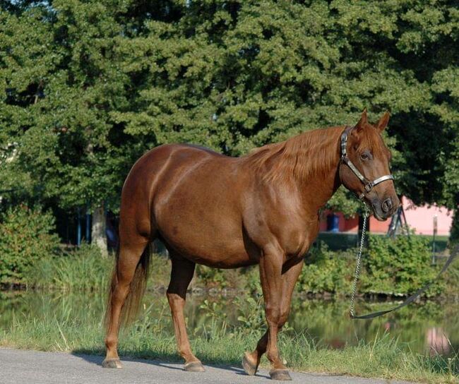 coole, liebe Quarter Horse Stute abzugeben, Kerstin Rehbehn (Pferdemarketing Ost), Pferd kaufen, Nienburg