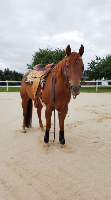 cooler Quarter Horse Wallach mit top Abstammung, Kerstin Rehbehn (Pferdemarketing Ost), Pferd kaufen, Nienburg, Abbildung 4