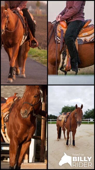 cooler Quarter Horse Wallach mit top Abstammung, Kerstin Rehbehn (Pferdemarketing Ost), Pferd kaufen, Nienburg, Abbildung 7