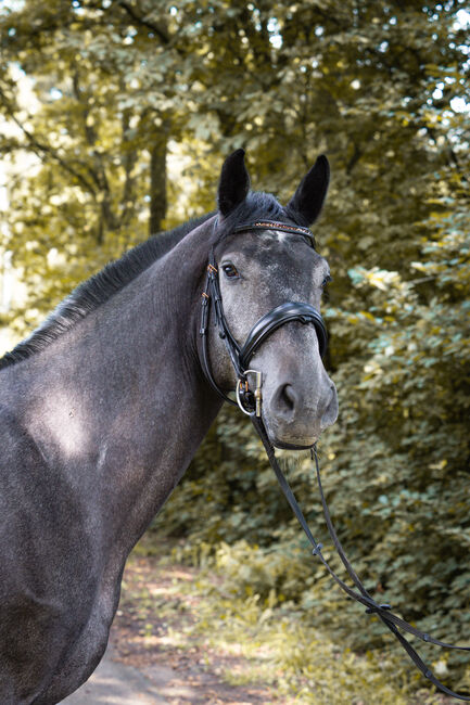 Cornet de semilly x Gloster springpferd, Farina, Horses For Sale, Bramsche, Image 6