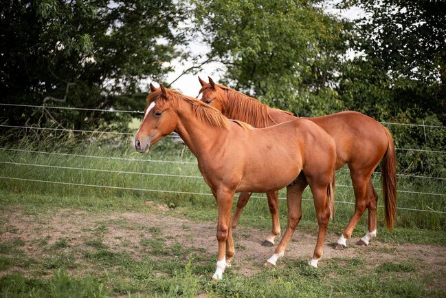 Korrekter Quarter Horse Hengst mit bewährter Reining Abstammung, Kerstin Rehbehn (Pferdemarketing Ost), Horses For Sale, Nienburg, Image 3