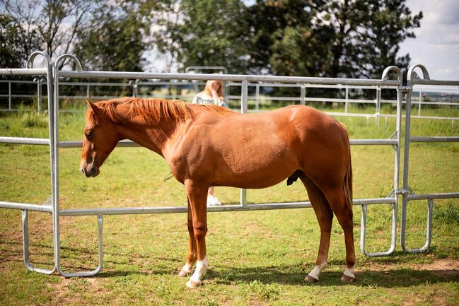 Korrekter Quarter Horse Hengst mit bewährter Reining Abstammung, Kerstin Rehbehn (Pferdemarketing Ost), Horses For Sale, Nienburg