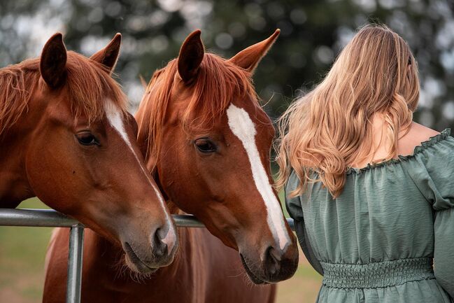 Korrekter Quarter Horse Hengst mit bewährter Reining Abstammung, Kerstin Rehbehn (Pferdemarketing Ost), Horses For Sale, Nienburg, Image 6