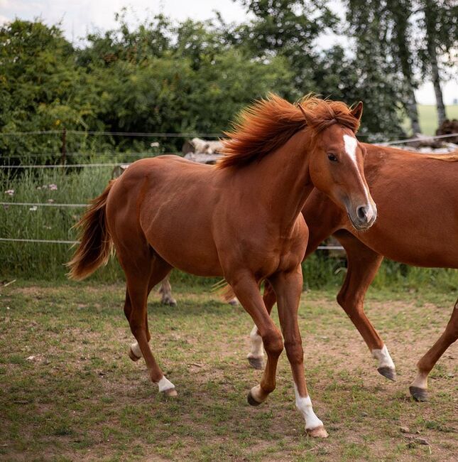 Korrekter Quarter Horse Jährlingshengst mit bewährter Reining Abstammung, Kerstin Rehbehn (Pferdemarketing Ost), Horses For Sale, Nienburg, Image 3