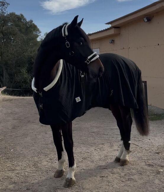 couverture d'écurie - blanket - 200 gr - New, Trotando Juntos  Blanket comfort fit, Maite (Productos Ecuestres Trotando Juntos S.L), Pferdedecken, Palau solita y plegamans