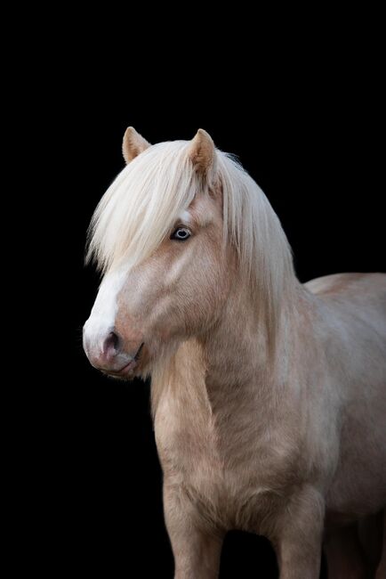 Deckanzeige Isländer, Clarina Maahs, Horses For Sale, St. Michael, Image 3