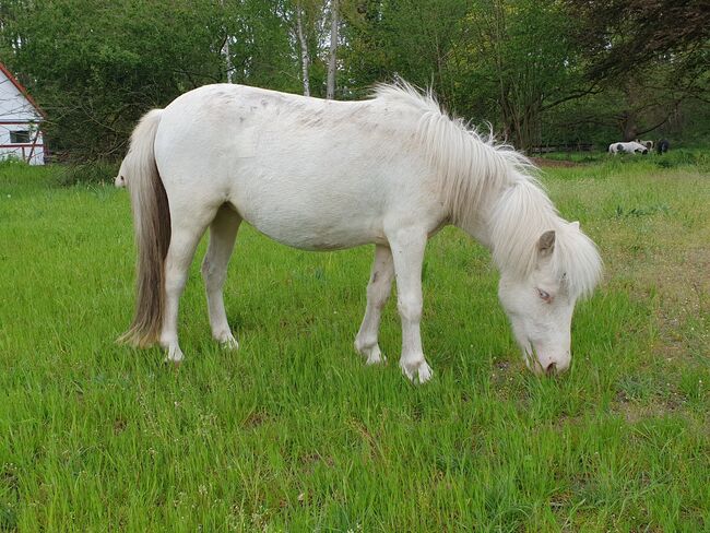 Cremello Scheck Stute, Nicole Kindl , Horses For Sale, Ahlbeck , Image 4