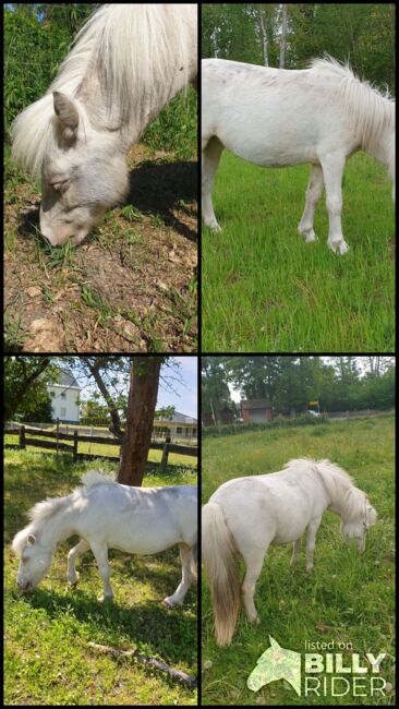 Cremello Scheck Stute, Nicole Kindl , Horses For Sale, Ahlbeck , Image 5