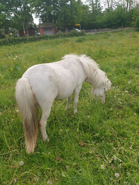 Cremello Scheck Stute, Nicole Kindl , Horses For Sale, Ahlbeck , Image 2