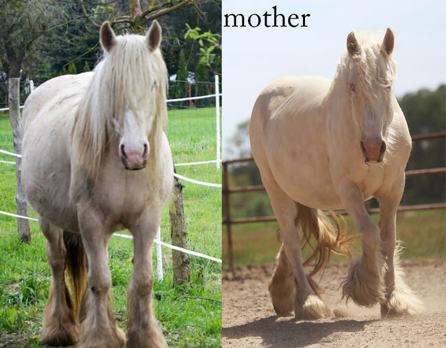 Cremello Colt - Gypsy Irish Cob  Tinker, Arrax, Horses For Sale, Strykow, Image 3