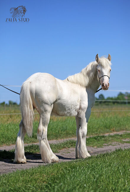 Cremello Colt - Gypsy Irish Cob  Tinker, Zalia Stud, Horses For Sale, Strykow, Image 3