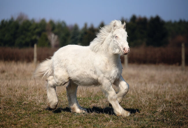 Cremello Colt - Gypsy Irish Cob  Tinker, Zalia Stud, Horses For Sale, Strykow, Image 3