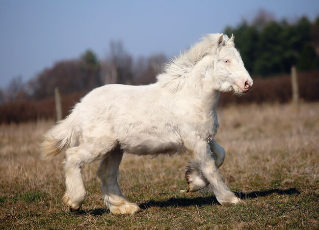 Cremello Colt - Gypsy Irish Cob  Tinker, Zalia Stud, Horses For Sale, Strykow, Image 4