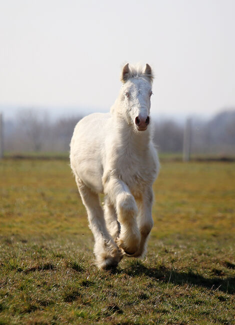 Cremello Colt - Gypsy Irish Cob  Tinker, Zalia Stud, Horses For Sale, Strykow, Image 5