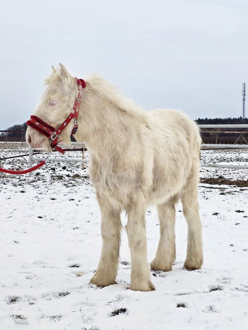 Cremello Colt - Gypsy Irish Cob  Tinker, Arrax, Konie na sprzedaż, Strykow, Image 5