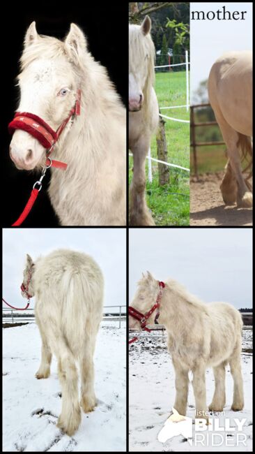 Cremello Colt - Gypsy Irish Cob  Tinker, Arrax, Konie na sprzedaż, Strykow, Image 6