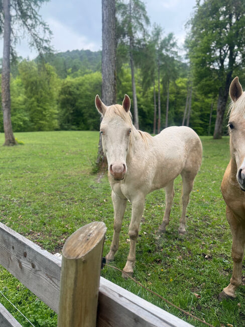 Cremello Hengst - direkter Wimpy Enkel, Amelie Liegl, Horses For Sale, Eppan