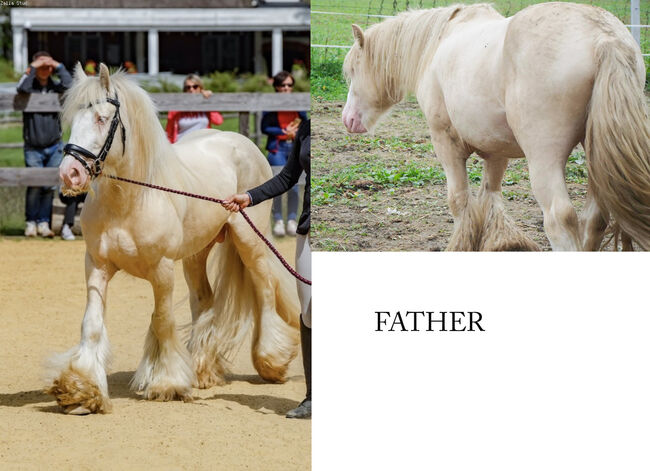 Cremello Colt - Gypsy Irish Cob  Tinker, Arrax, Pferd kaufen, Strykow, Abbildung 2