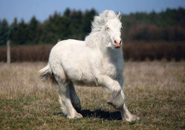 Cremello Colt - Gypsy Irish Cob  Tinker, Zalia Stud, Pferd kaufen, Strykow
