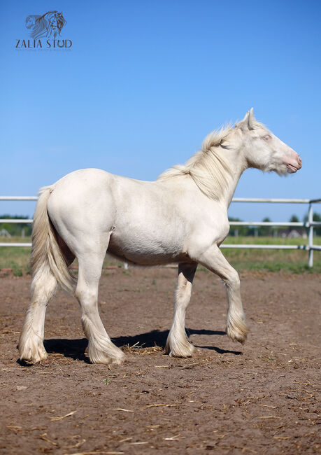 Cremello Colt - Gypsy Irish Cob  Tinker, Zalia Stud, Pferd kaufen, Strykow, Abbildung 3
