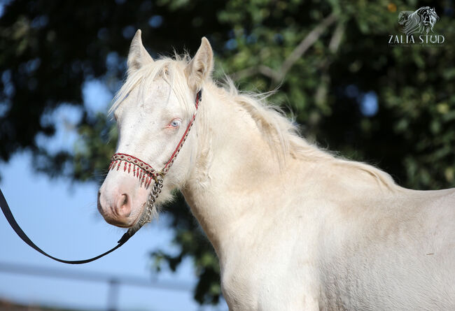 Cremello Colt - Gypsy Irish Cob  Tinker, Zalia Stud, Pferd kaufen, Strykow