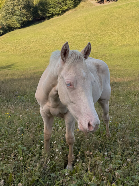 Cremello Hengstfohlen ***TOP Reining Pedigree***, Amelie Liegl, Pferd kaufen, Eppan