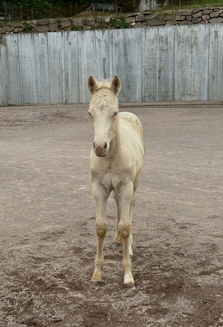 Cremello Hengstfohlen ***TOP Reining Pedigree***, Amelie Liegl, Horses For Sale, Eppan