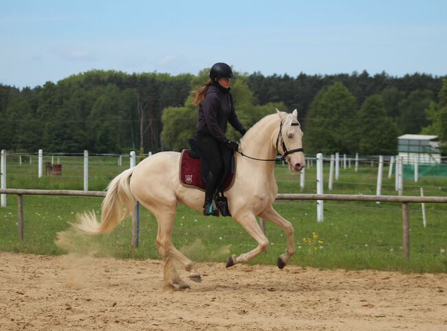 CREMELLO Lusitano Gelding top movements Working Equitation/ Dressage, Katarzyna Banik, Horses For Sale, Santok