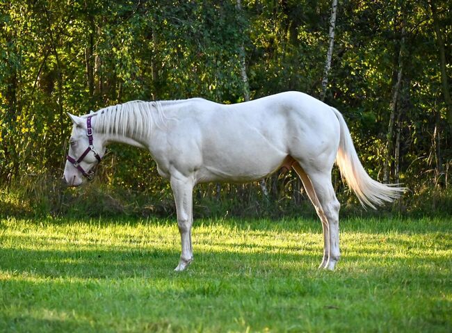 Cremello QH Nachwuchshengst mit guter Abstammung, Kerstin Rehbehn (Pferdemarketing Ost), Konie na sprzedaż, Nienburg, Image 2